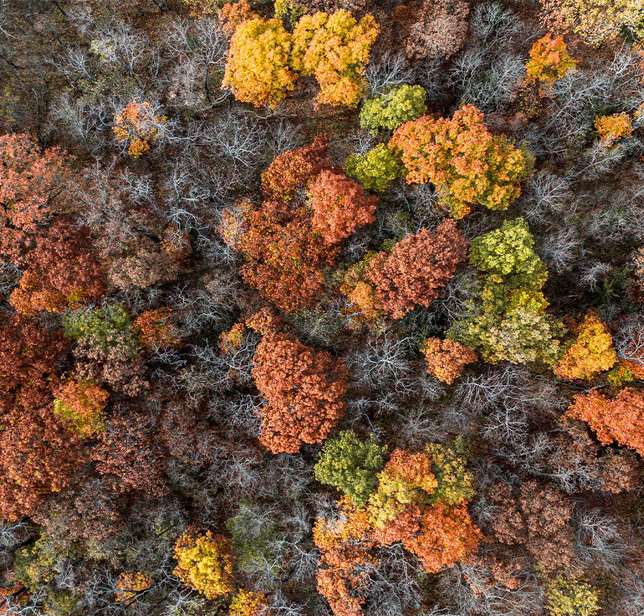 Overhead view of trees in fall colors