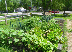 Community Garden