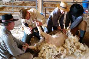 Sheep Shearing