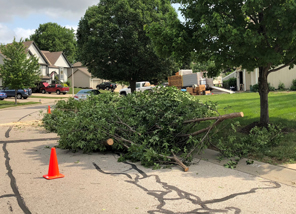 Storm Debris Trees in the roadway