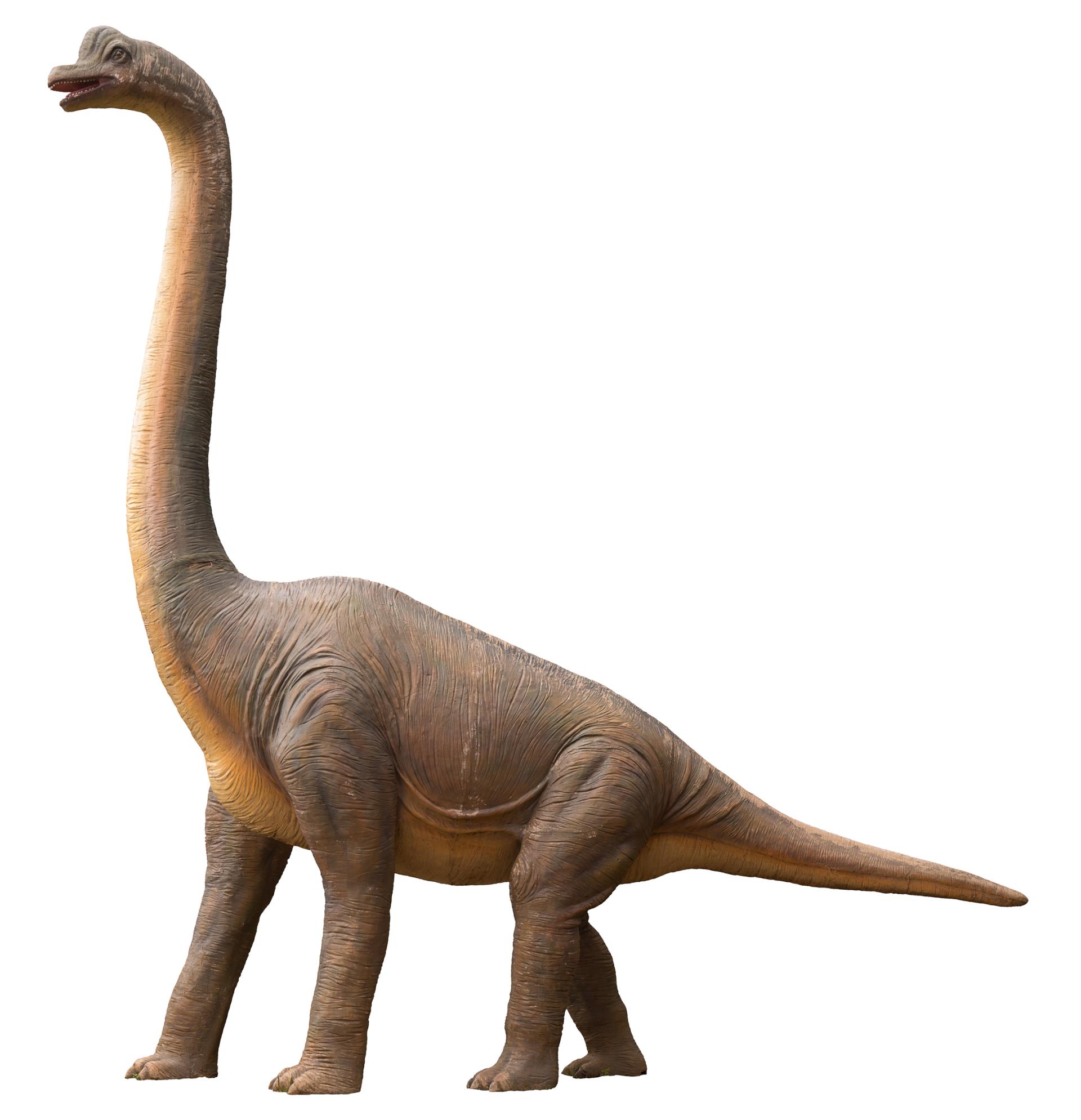 dinosaur sauropod