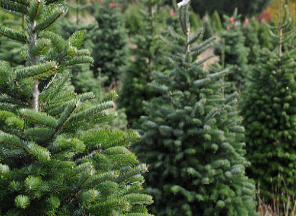 christmas tree recycling