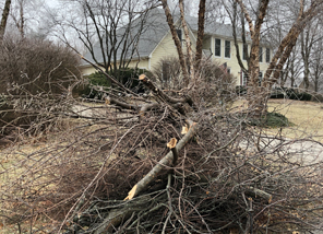 Tree limb pickup