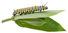 caterpillar on milkweed